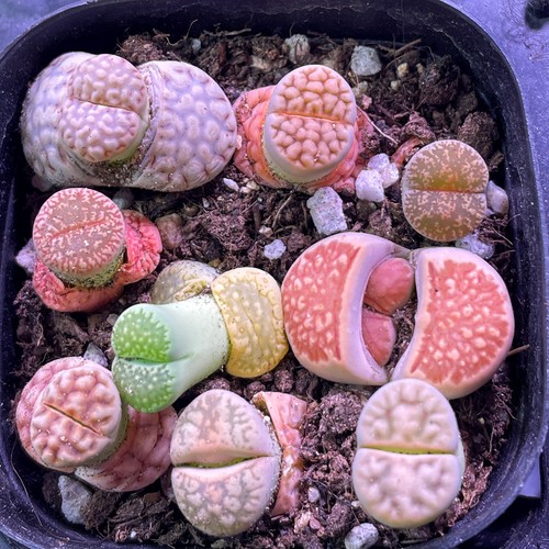 Clearance sale lithops - clearance, sale-