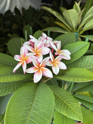 Beautiful plumeria plants for - plants,